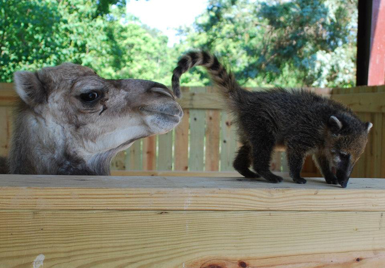 Jubilee Zoo