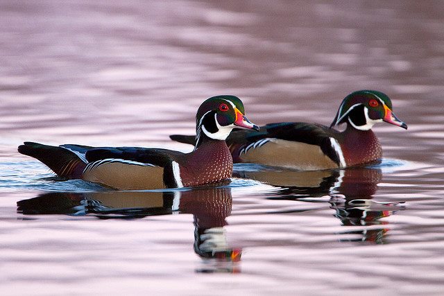 Red River National Wildlife Refuge