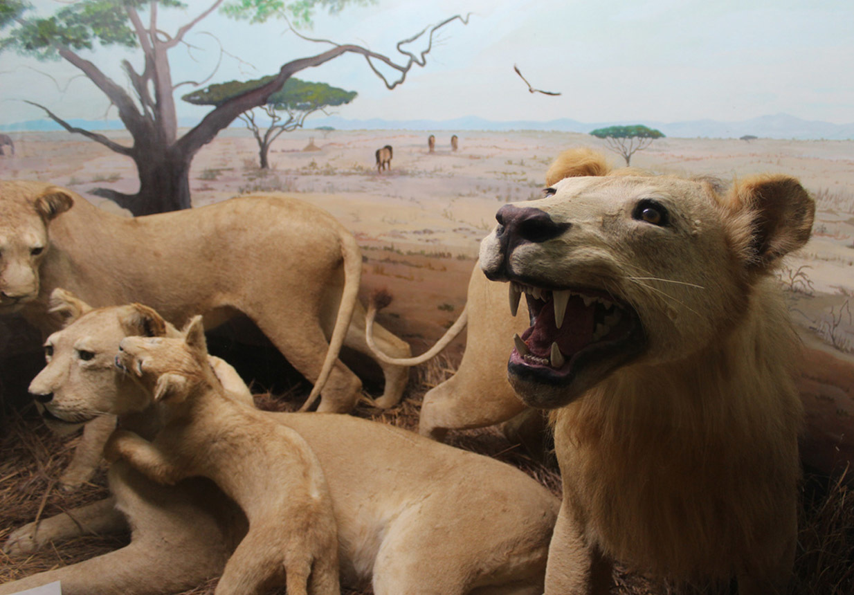 Touchstone Wildlife & Art Museum
