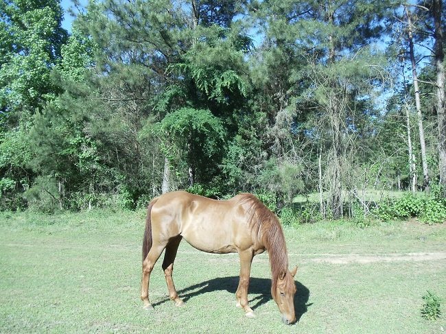 Dark Horse Farms