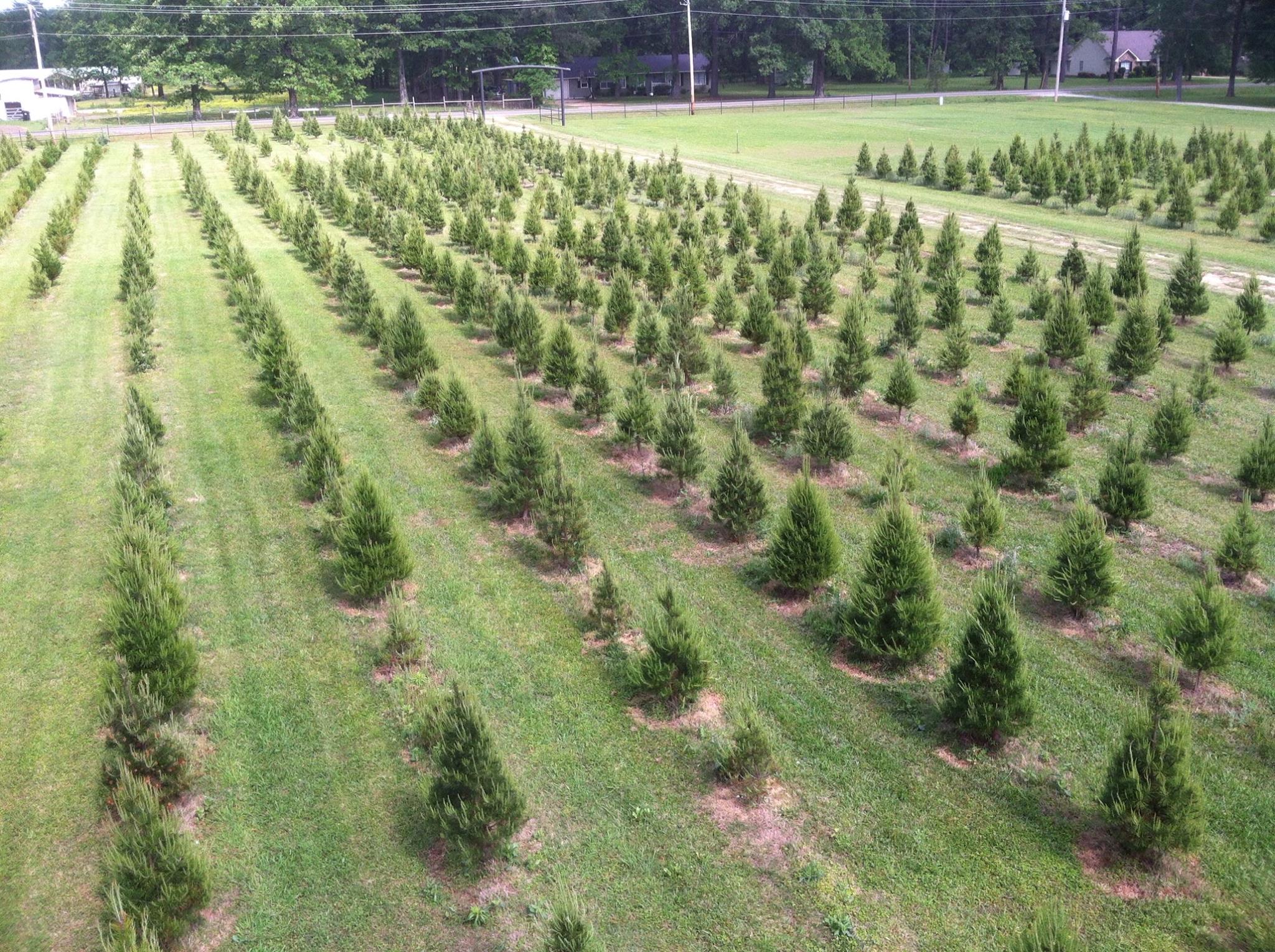 Hughes Christmas Tree Farm
