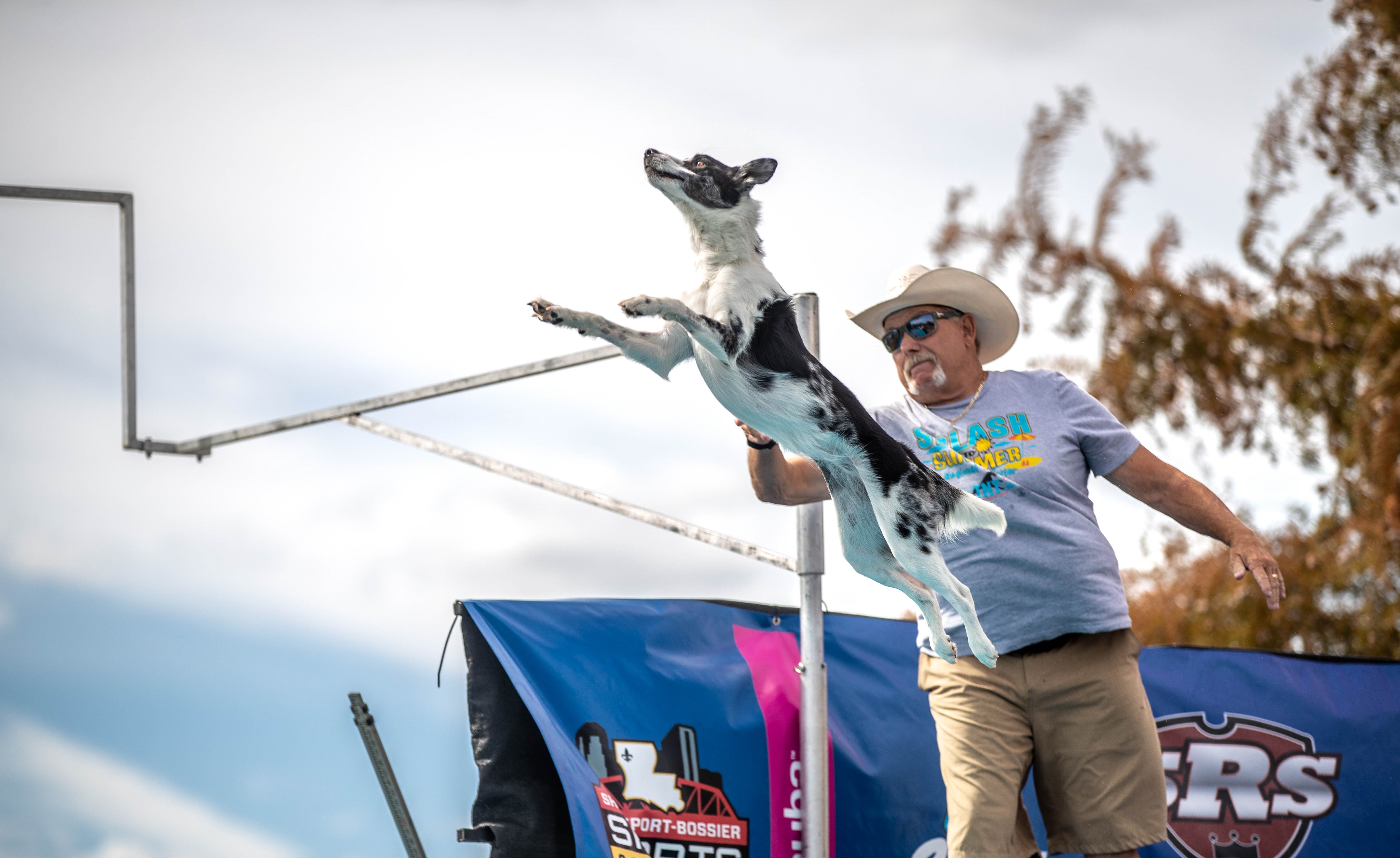 DIAMOND☆DOGS Cruising Show SWAN Crufts 2022: Chihuahua smashes it with amazing performance