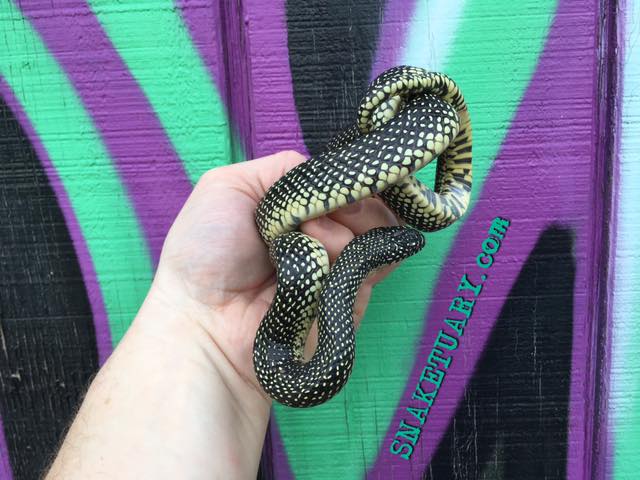 Steve's Snaketuary