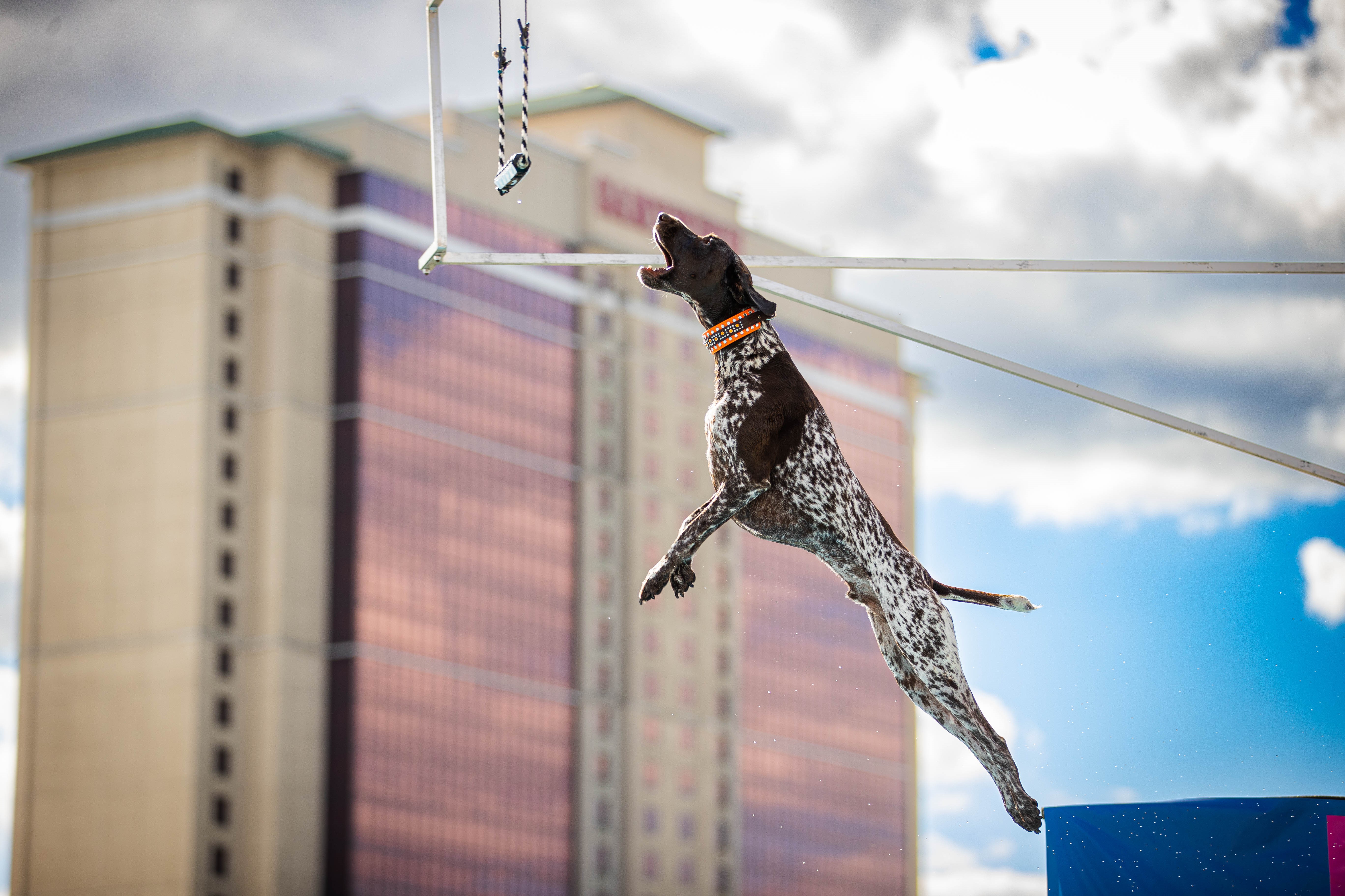 Super Retriever Series Crown Championship