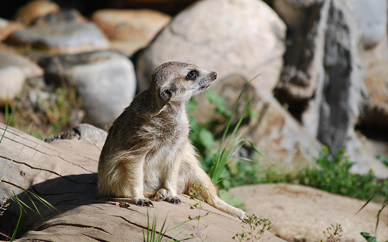 Central-Coast-Zoo-CA---