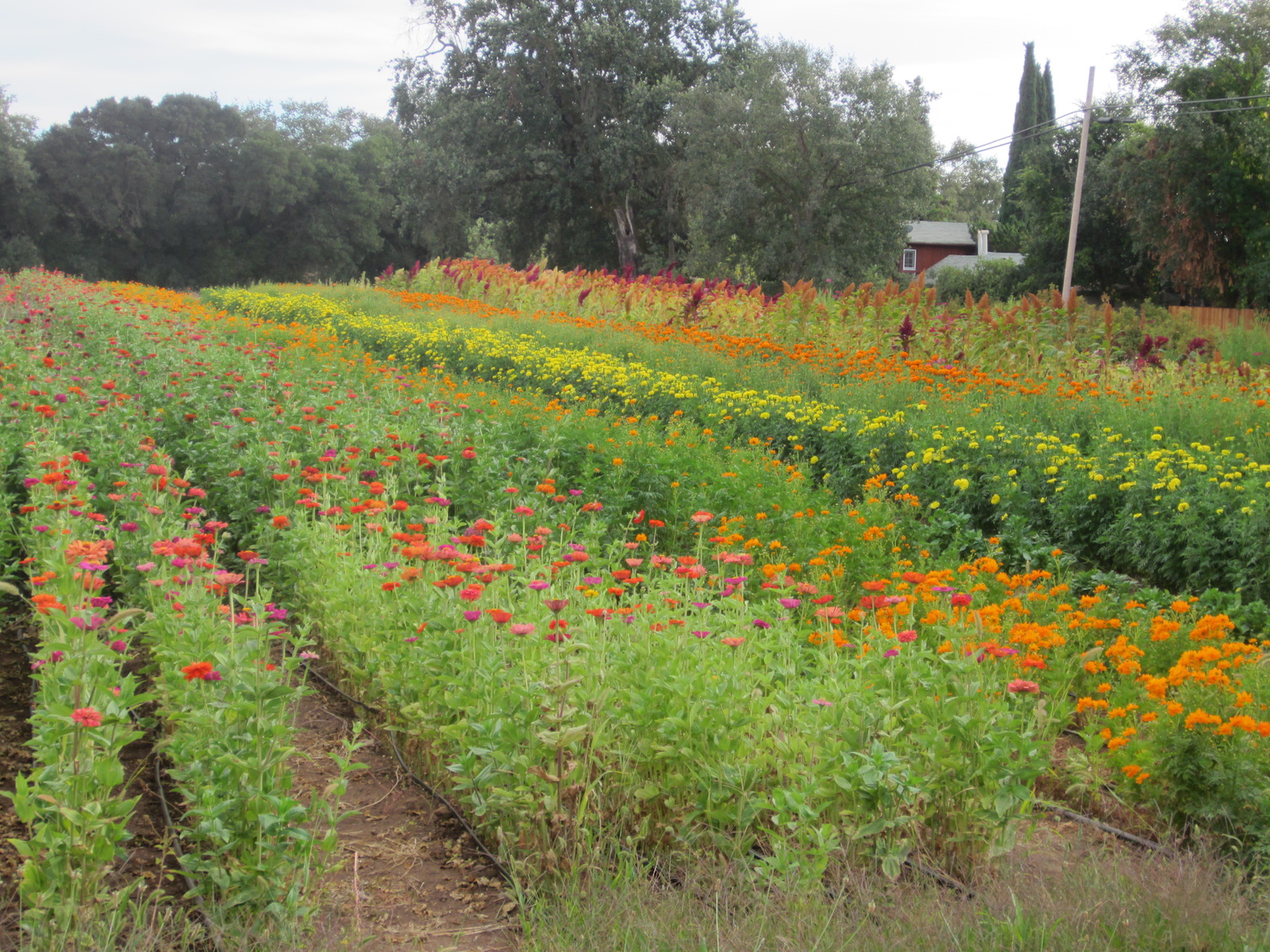 https://assets.simpleviewinc.com/simpleview/image/upload/crm/sonomavalley/Oak-Hill-Farm-Flower-Fields_A3FE9728-5056-B3A8-4950551DF35C952C-a3fe96435056b3a_a3fe9781-5056-b3a8-49d91ccd78427ba0.jpg