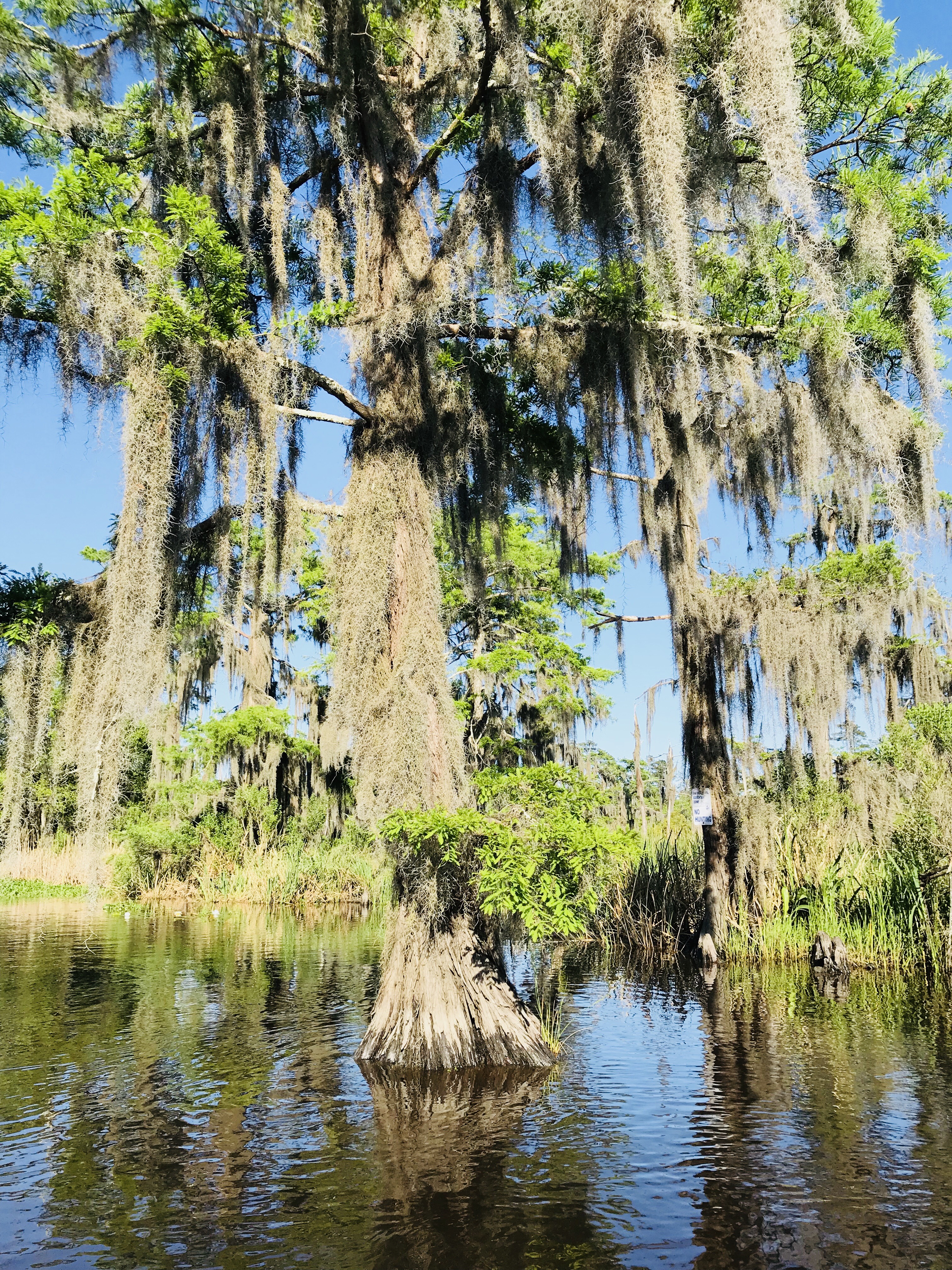 Canoe And Trail Adventures Canoe And Kayak Eco Swamp Tours New