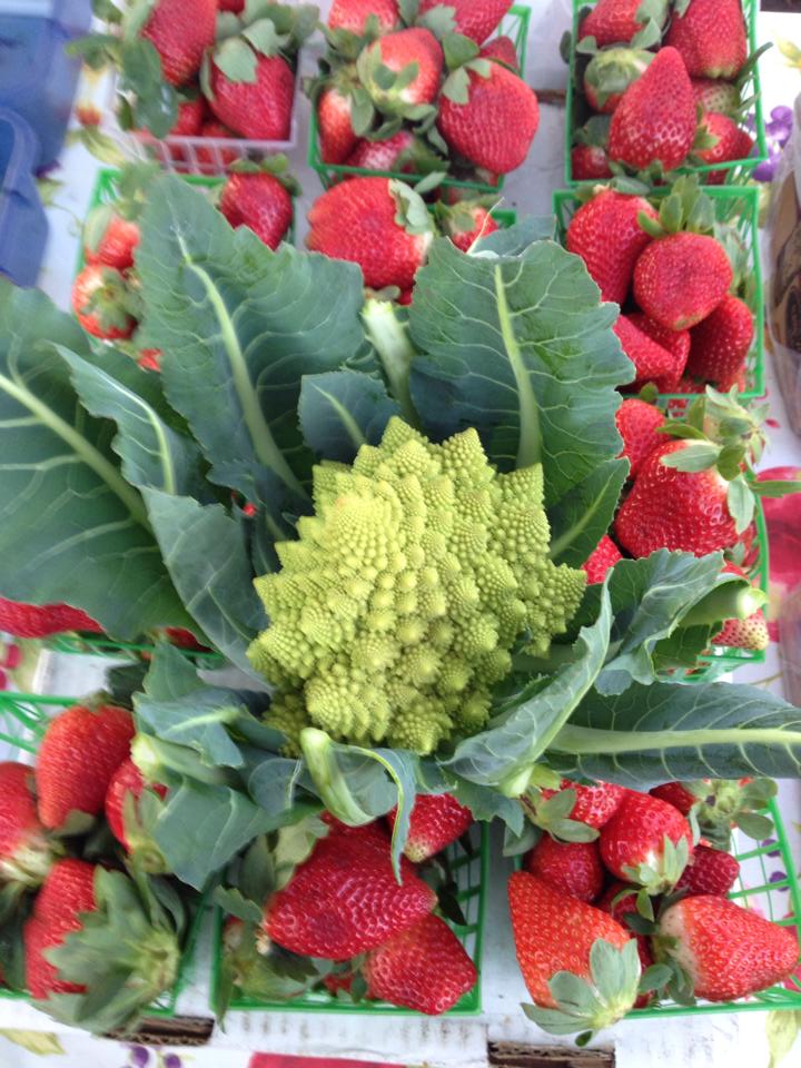 city farmers dog swamp