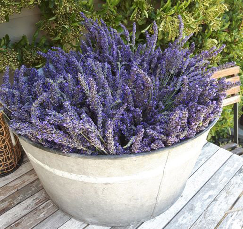 Sunshine Coast Lavender Farm