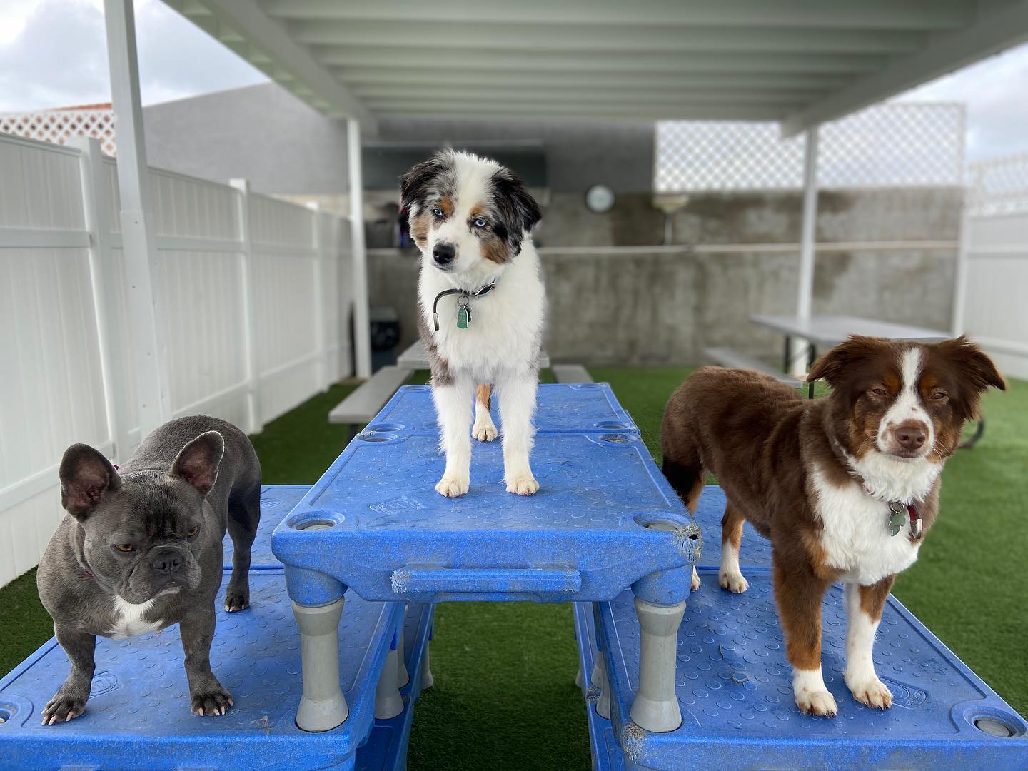 Bark city 2024 doggy daycare