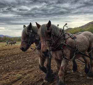Plow Days