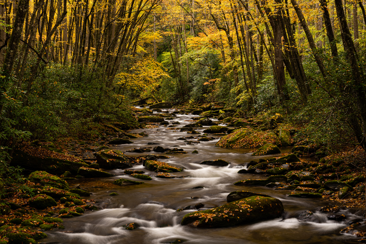 Great Smoky Mountains National Park: Raven Fork