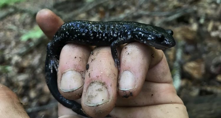 River Appreciation Day with Mainspring Conservation Trust