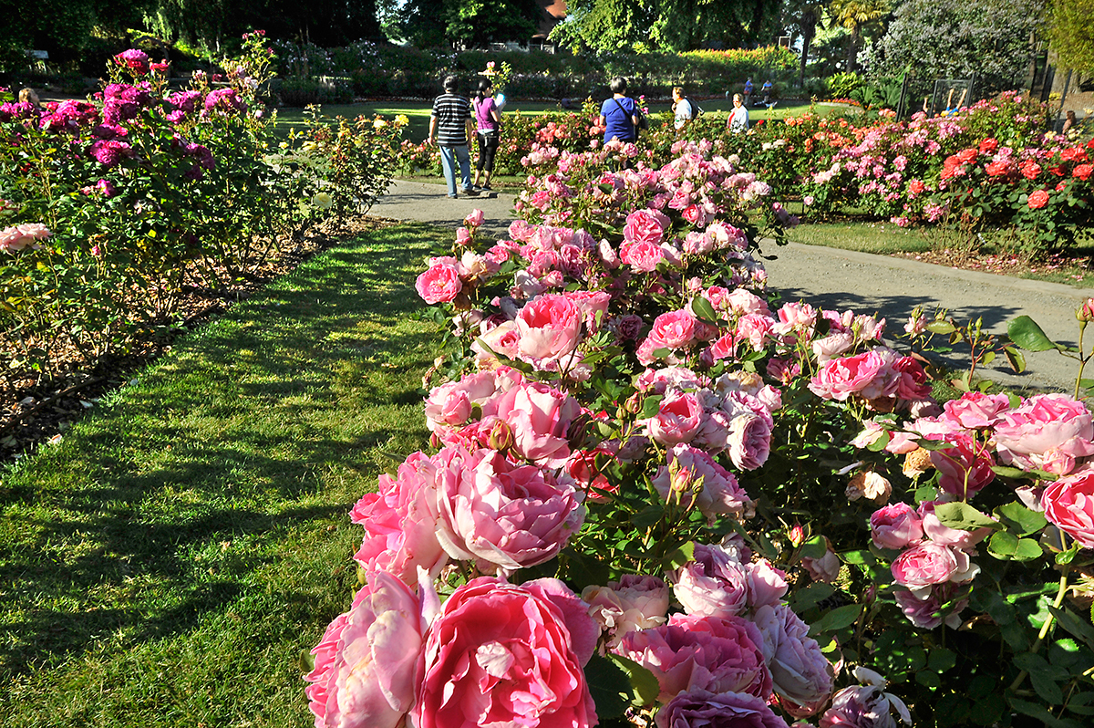 Point Defiance Rose Garden Tacoma Wa 98407