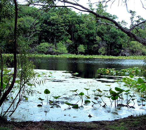 Al Lopez Park