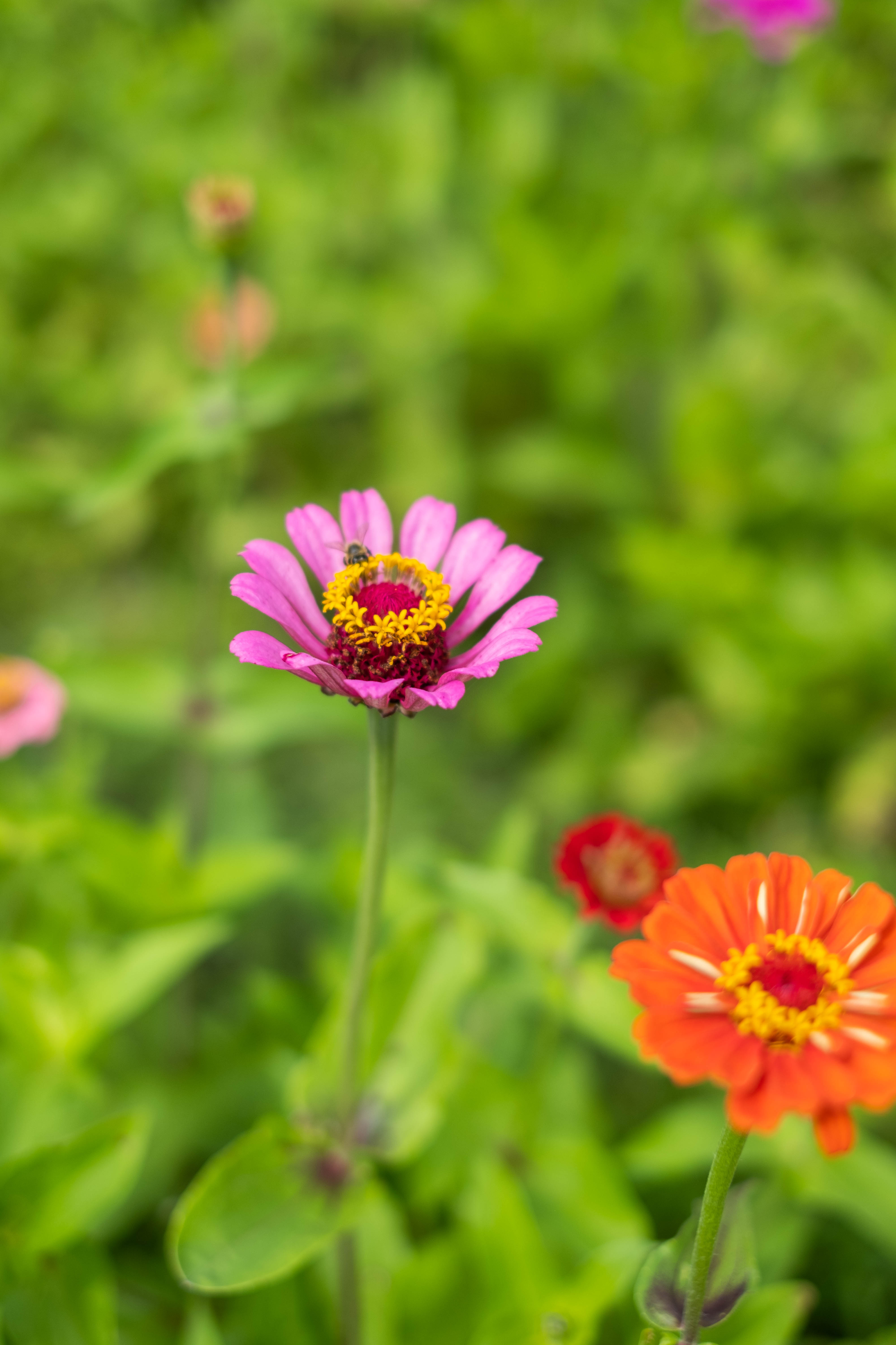 Flower U-Pick at Keel Farms
