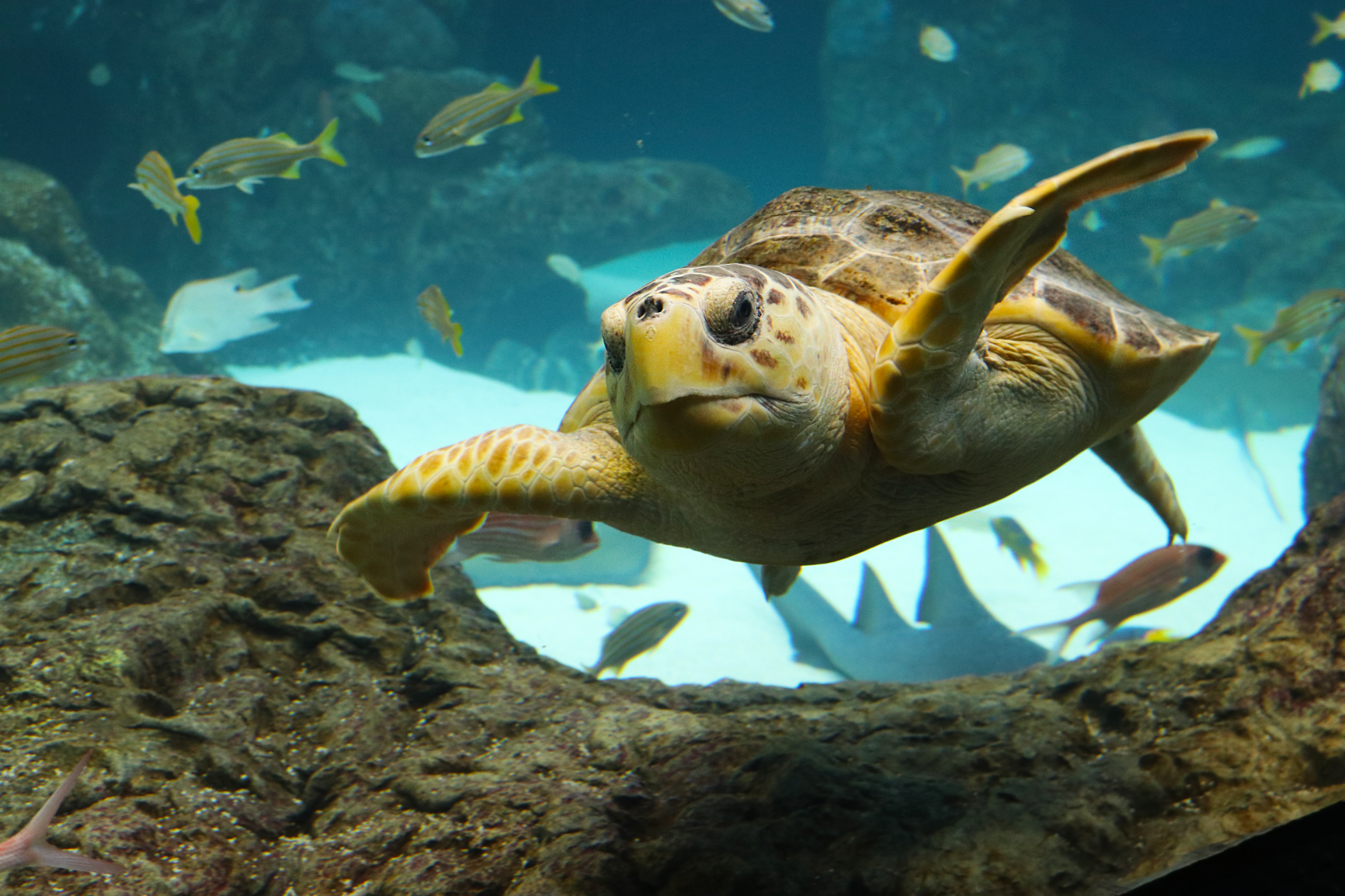 The Florida Aquarium