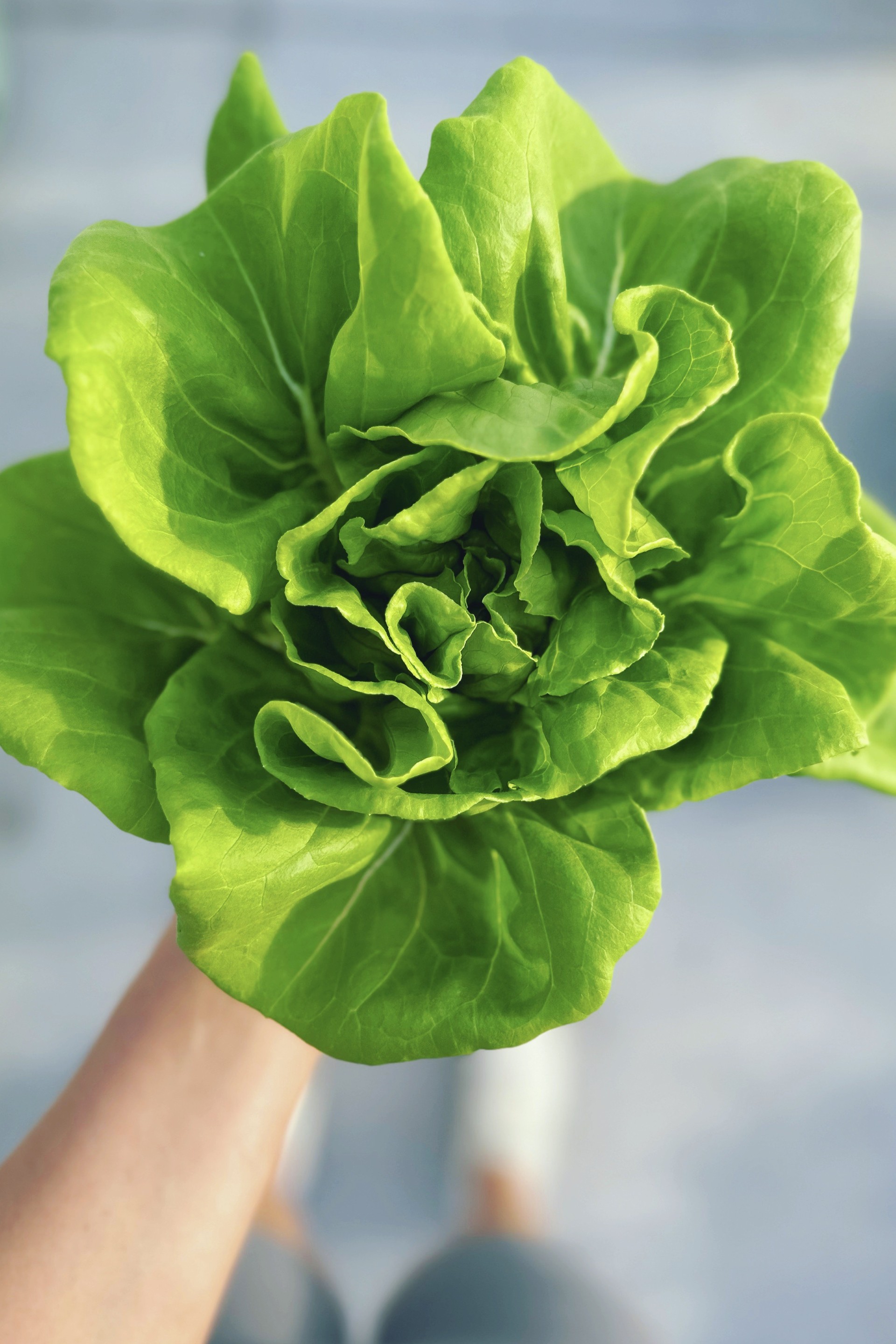 Le Roots Premium Urban Farm