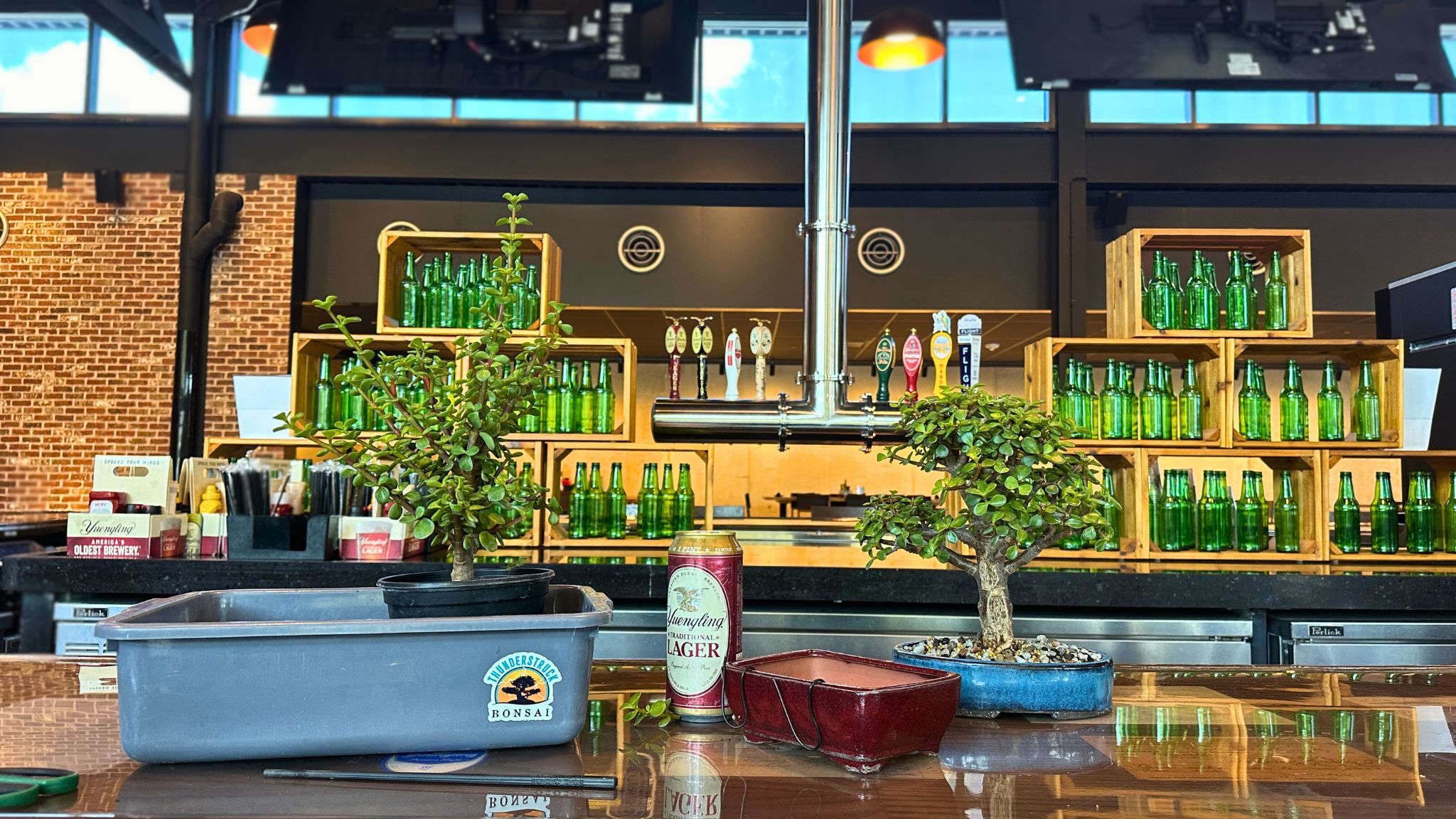 Bonsai & Brews at Yuengling Draft Haus