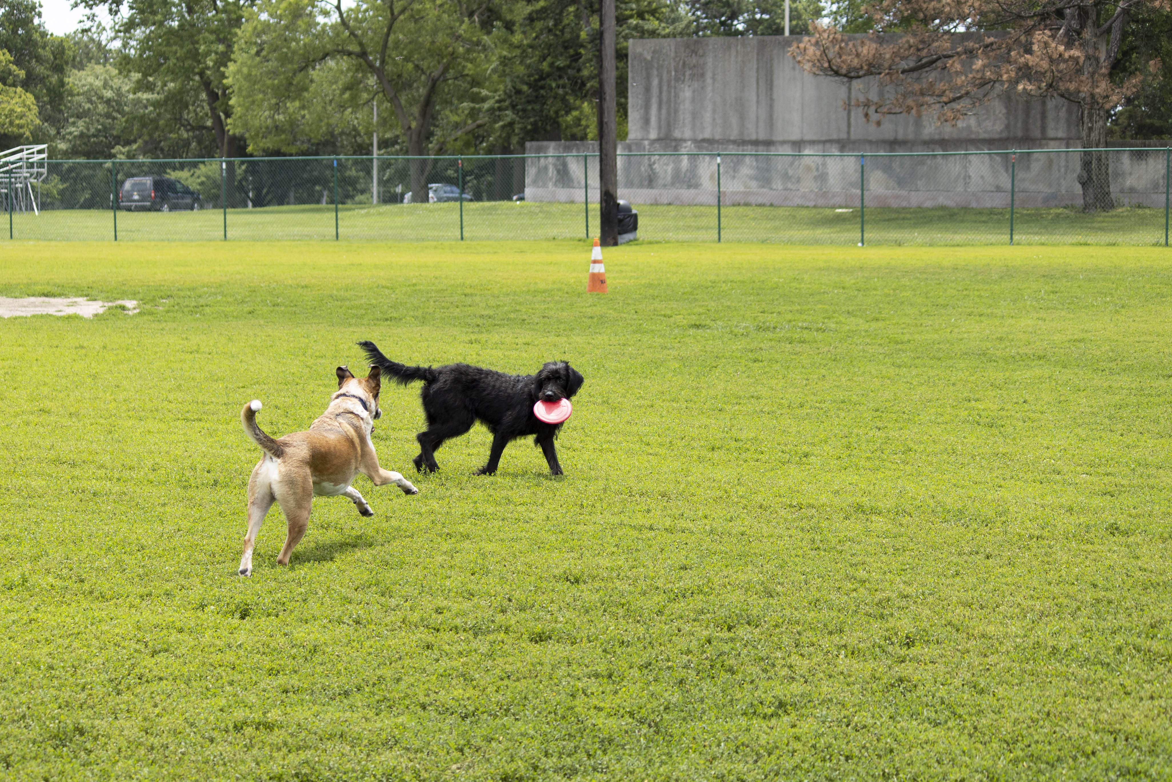 Hill's Pet Nutrition donation doubles size of Gage Park dog park