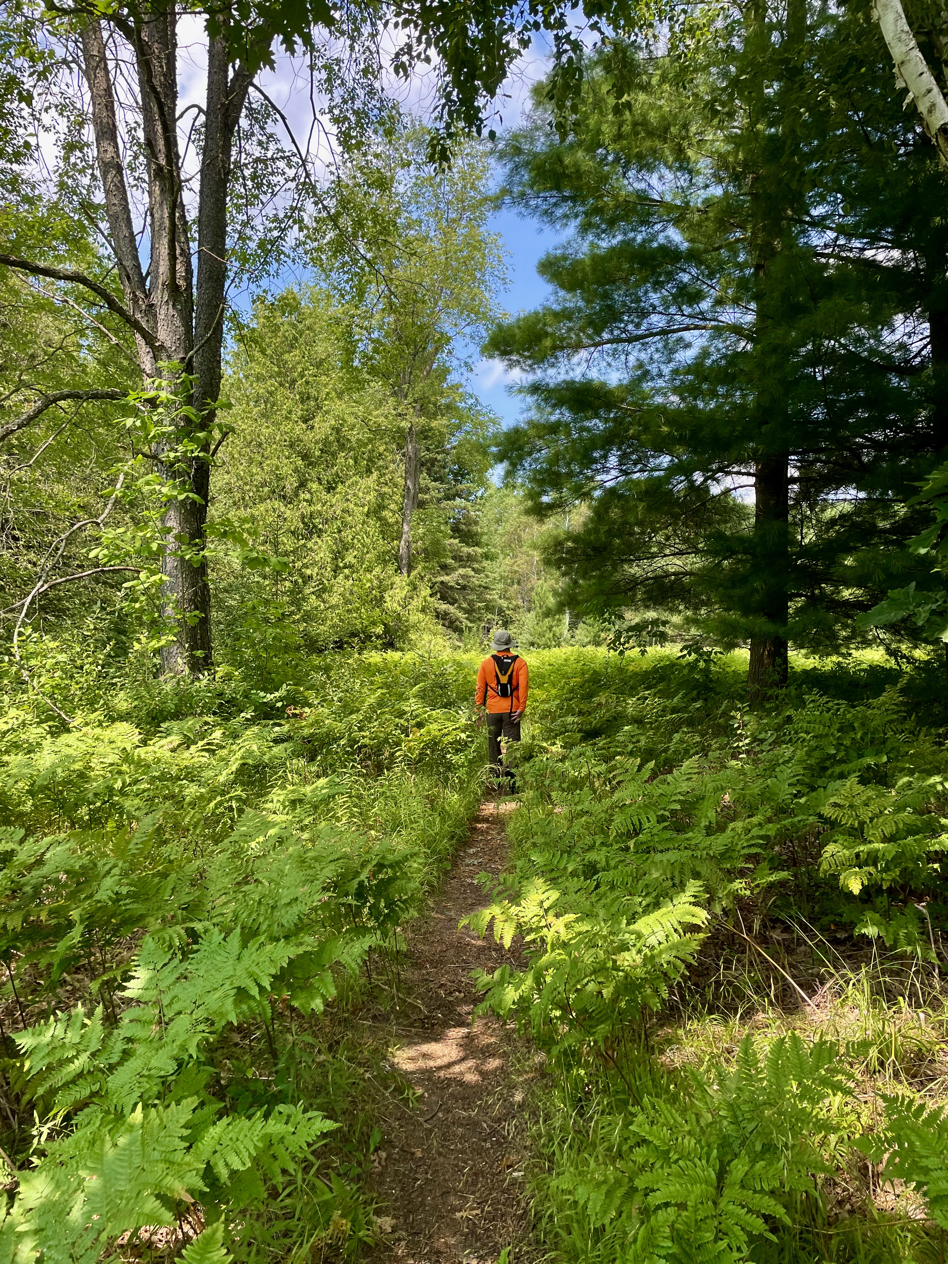Forest Walk, Sleeping Bear Dunes National Lakeshore photo 3