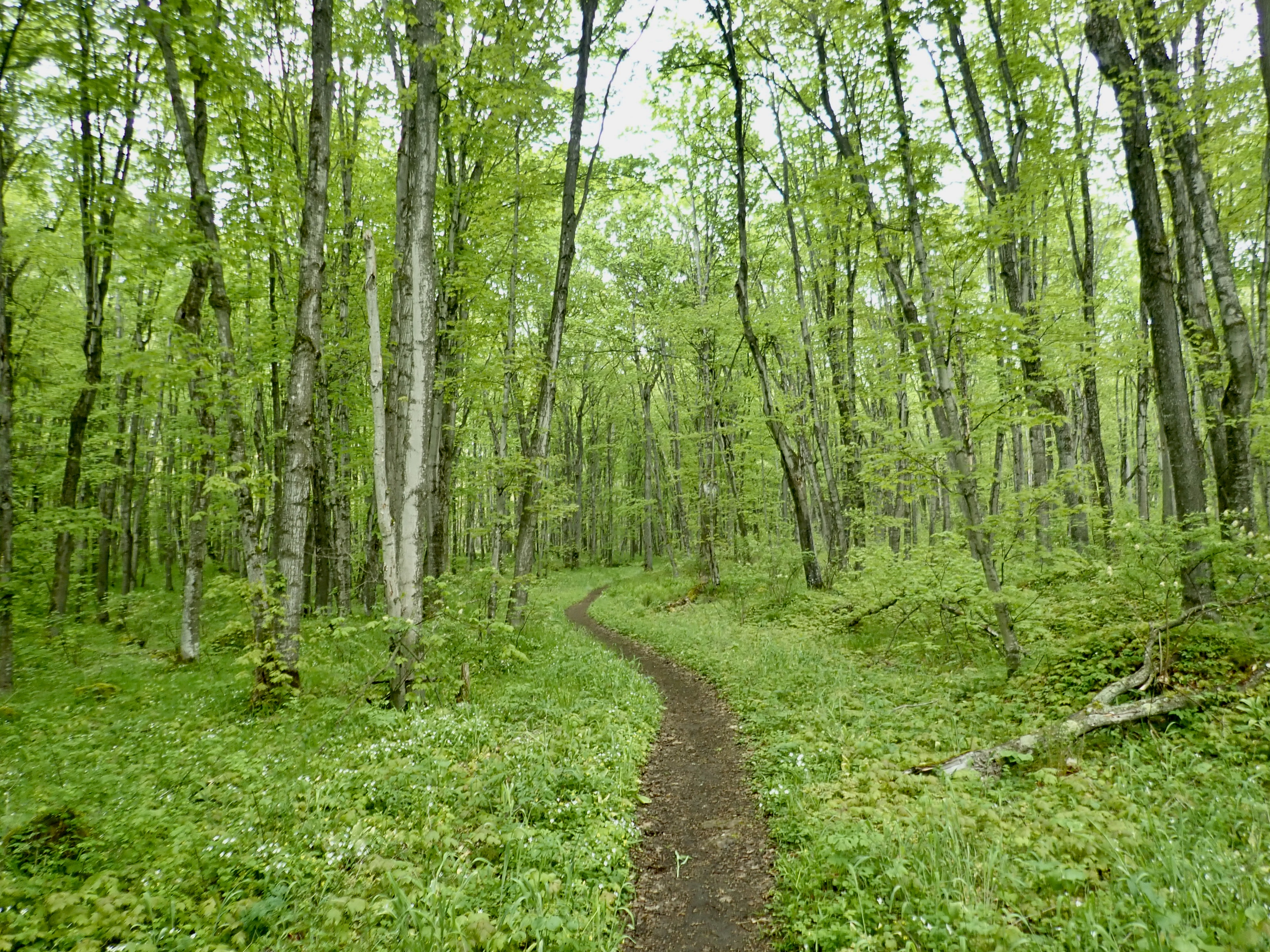 Forest Walk, Sleeping Bear Dunes National Lakeshore photo 4