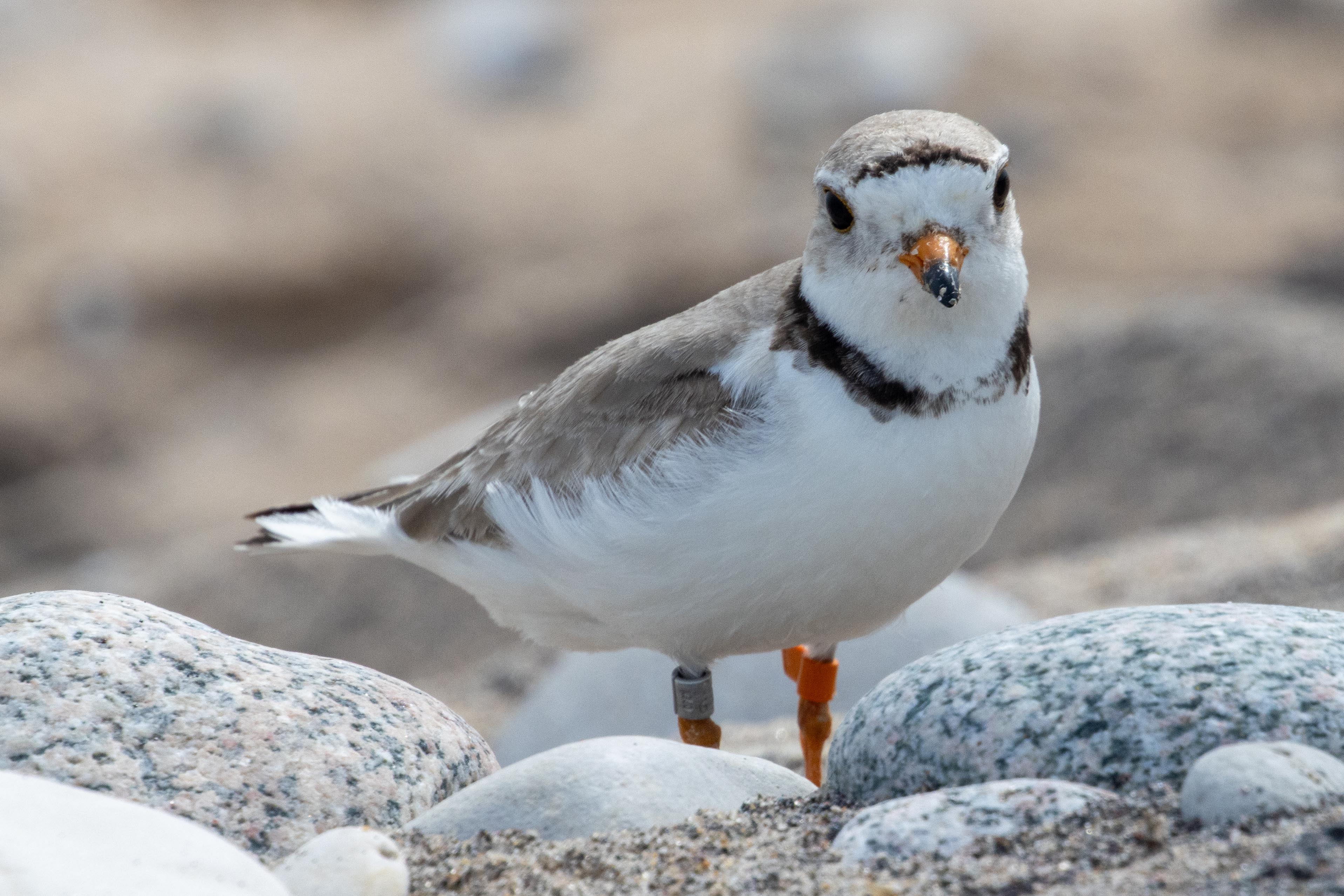 Great Lakes Piping Plover Tour, Sleeping Bear Dunes National Lakeshore photo 3