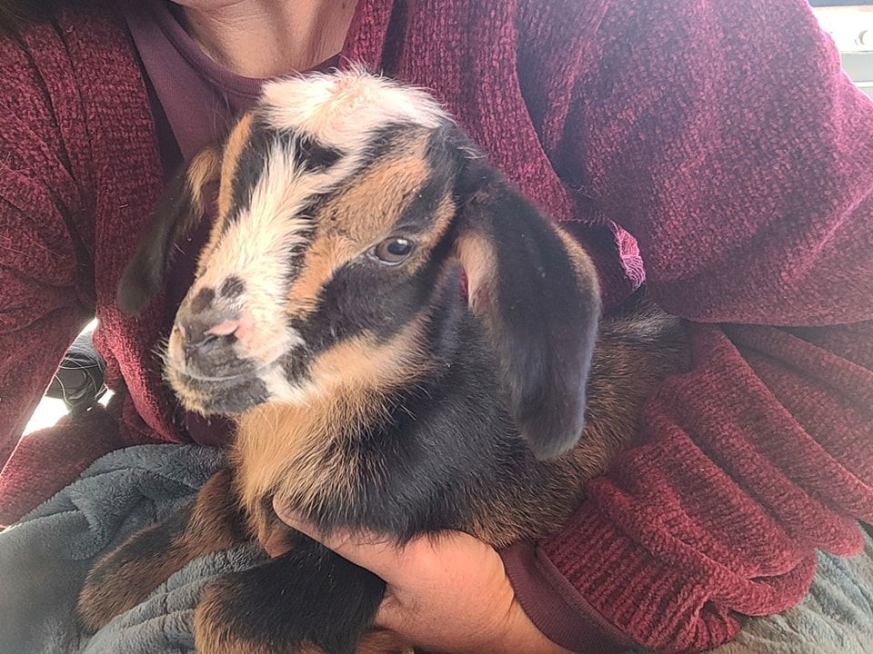 Ghost Ranch Exotics Hour