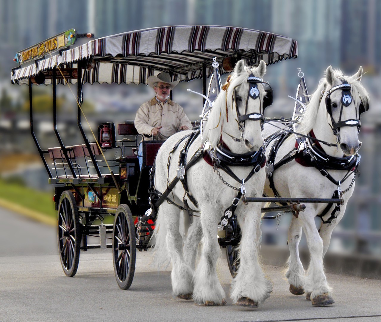 stanley park horse drawn carriage