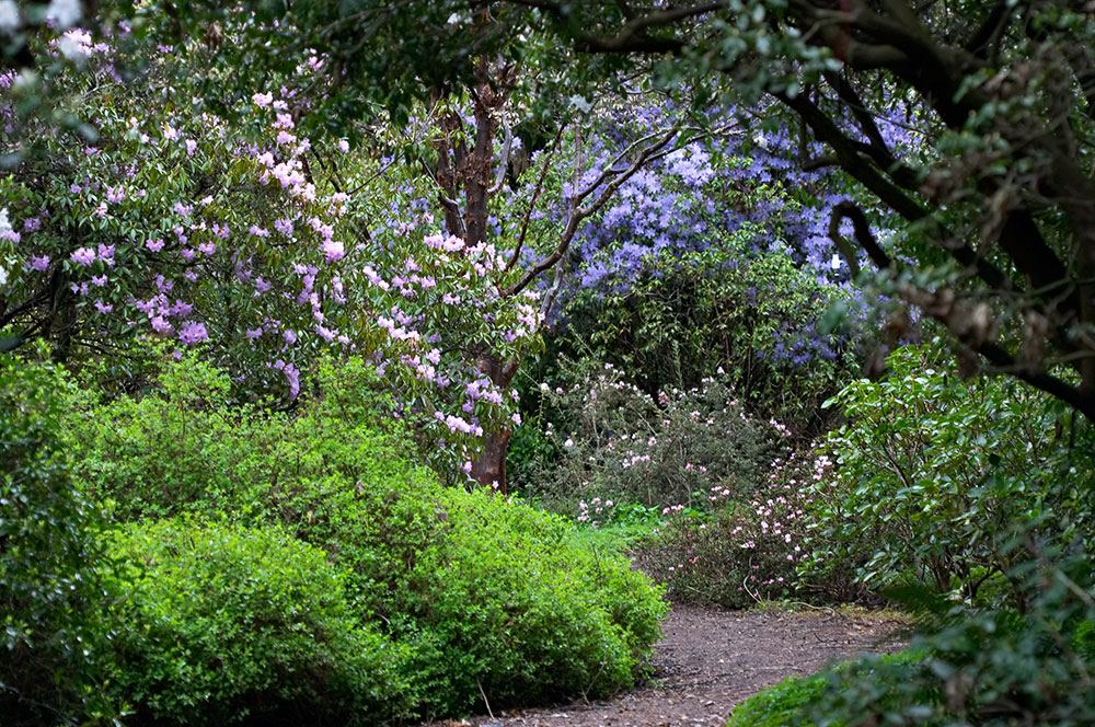 Ubc Botanical Garden Greenheart Treewalk