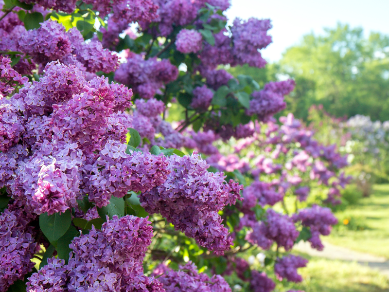 Lilac Days 2025 | Celebrate Spring at Hulda Klager Lilac Gardens