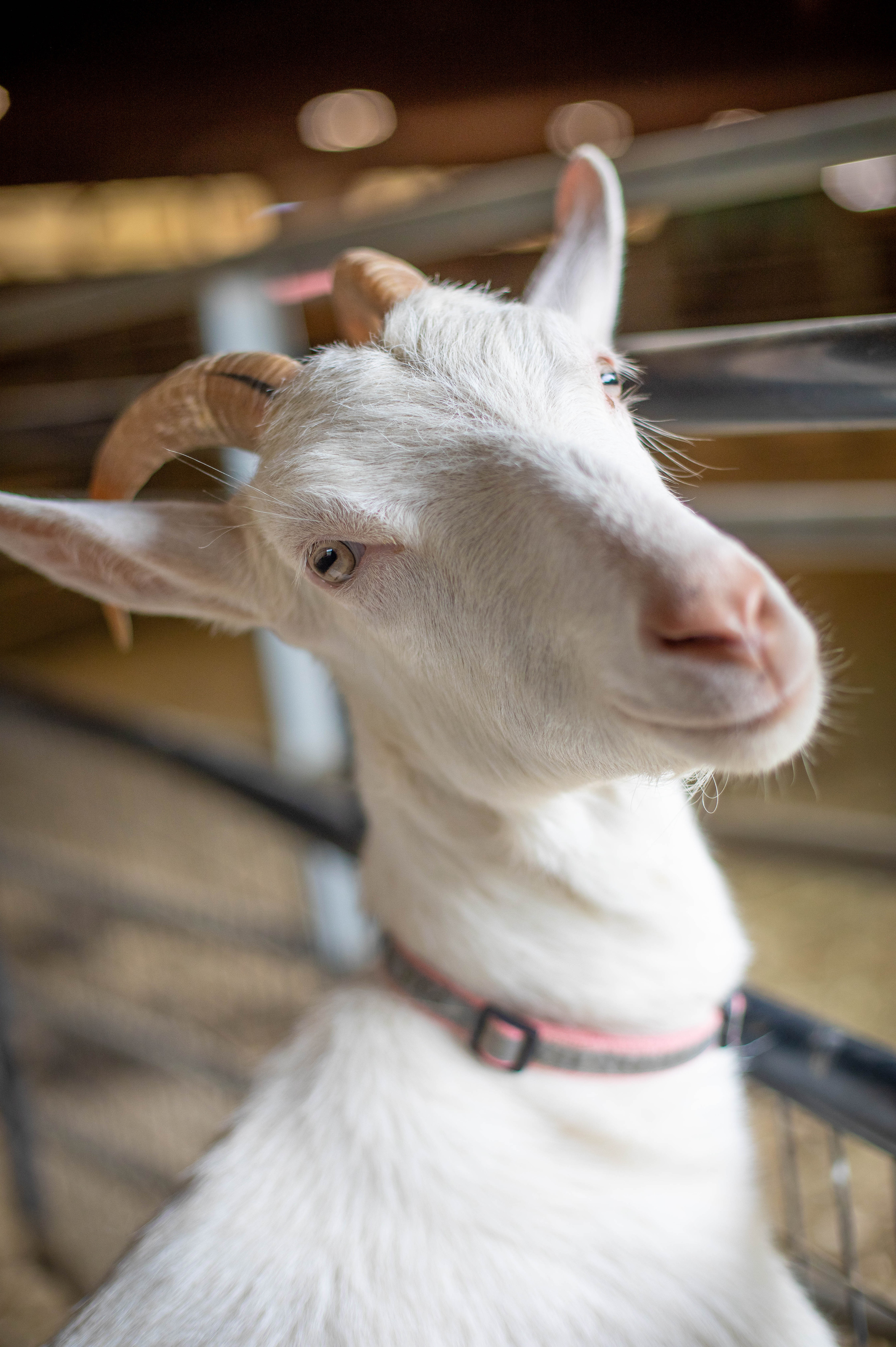 Merrymac Farm Sanctuary