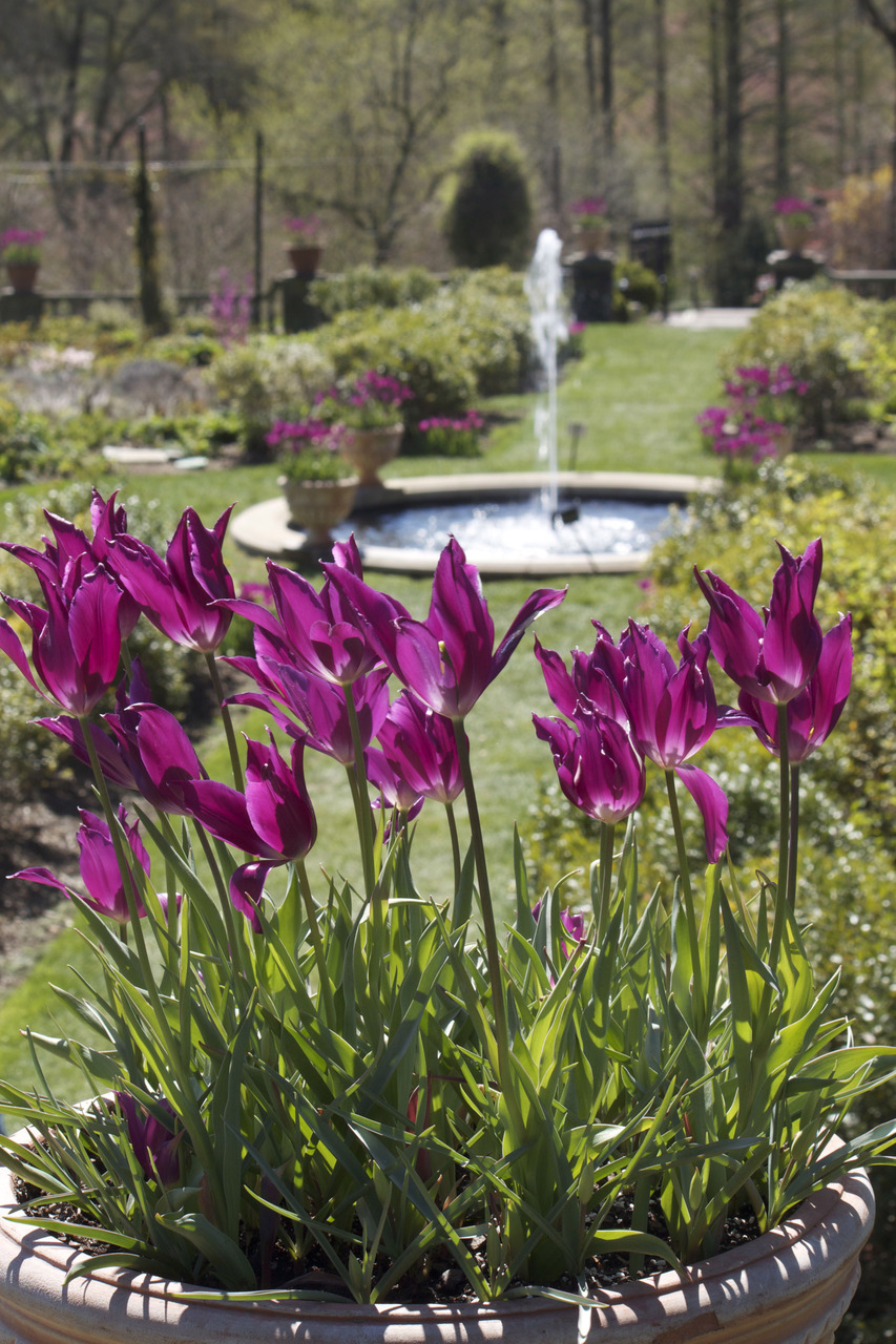 arboretum mall on Morris Arboretum Of The University Of Pennsylvania