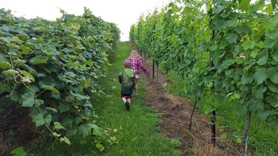 MountainRose Vineyards