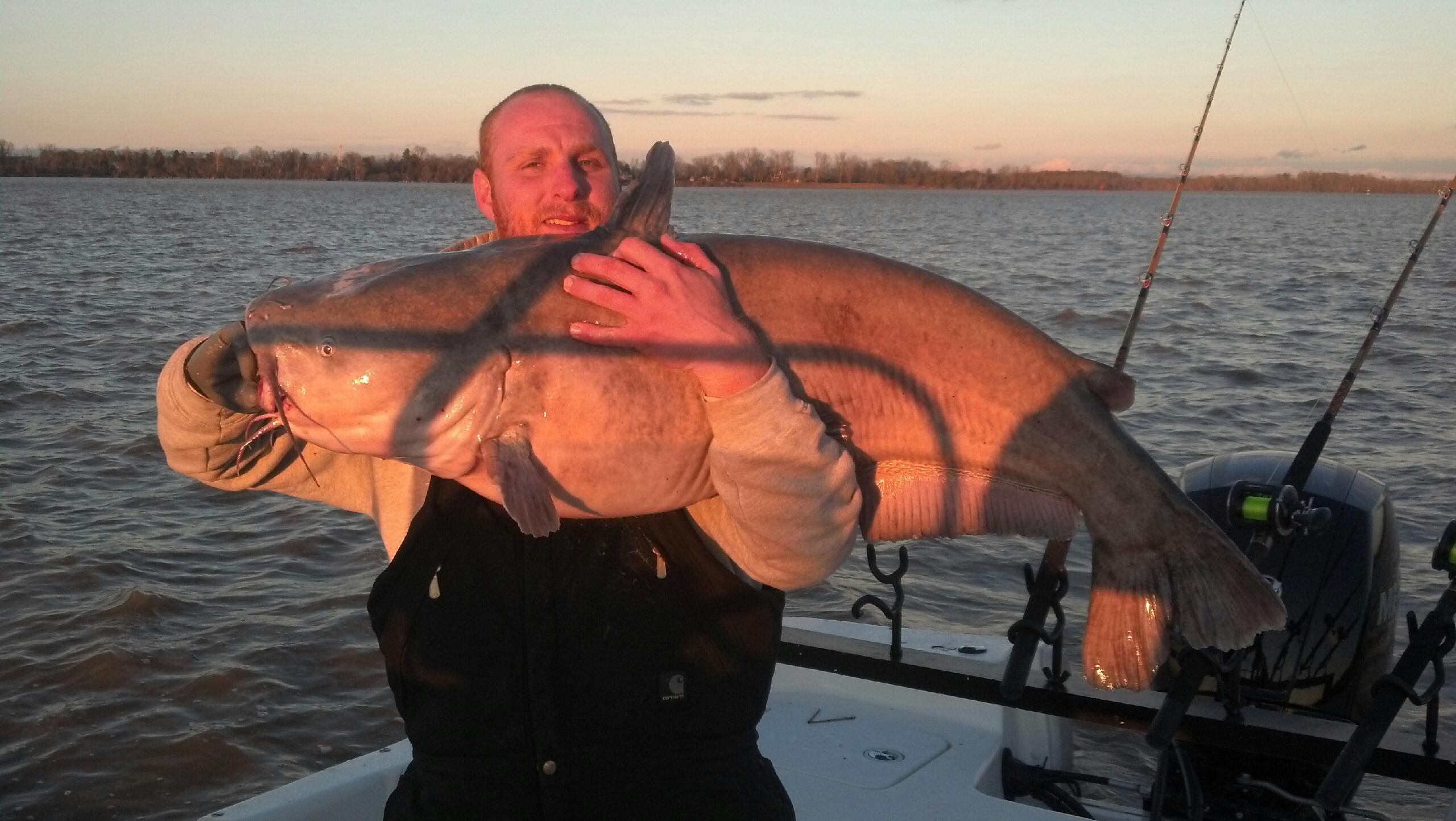 Callin' all catfish: James River study puts reward tags on whisker