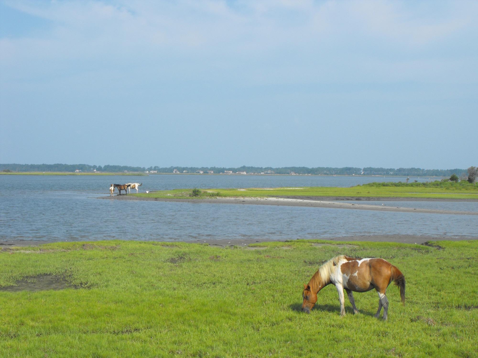 Chincoteague National Wildlife Refuge, image size:2000x1500