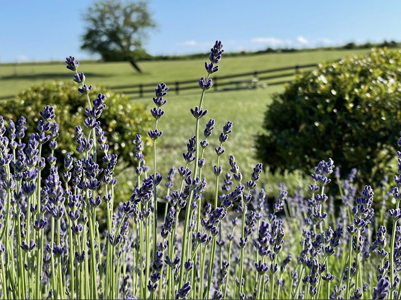 Liberty Natural Products - The Essential Oil Source