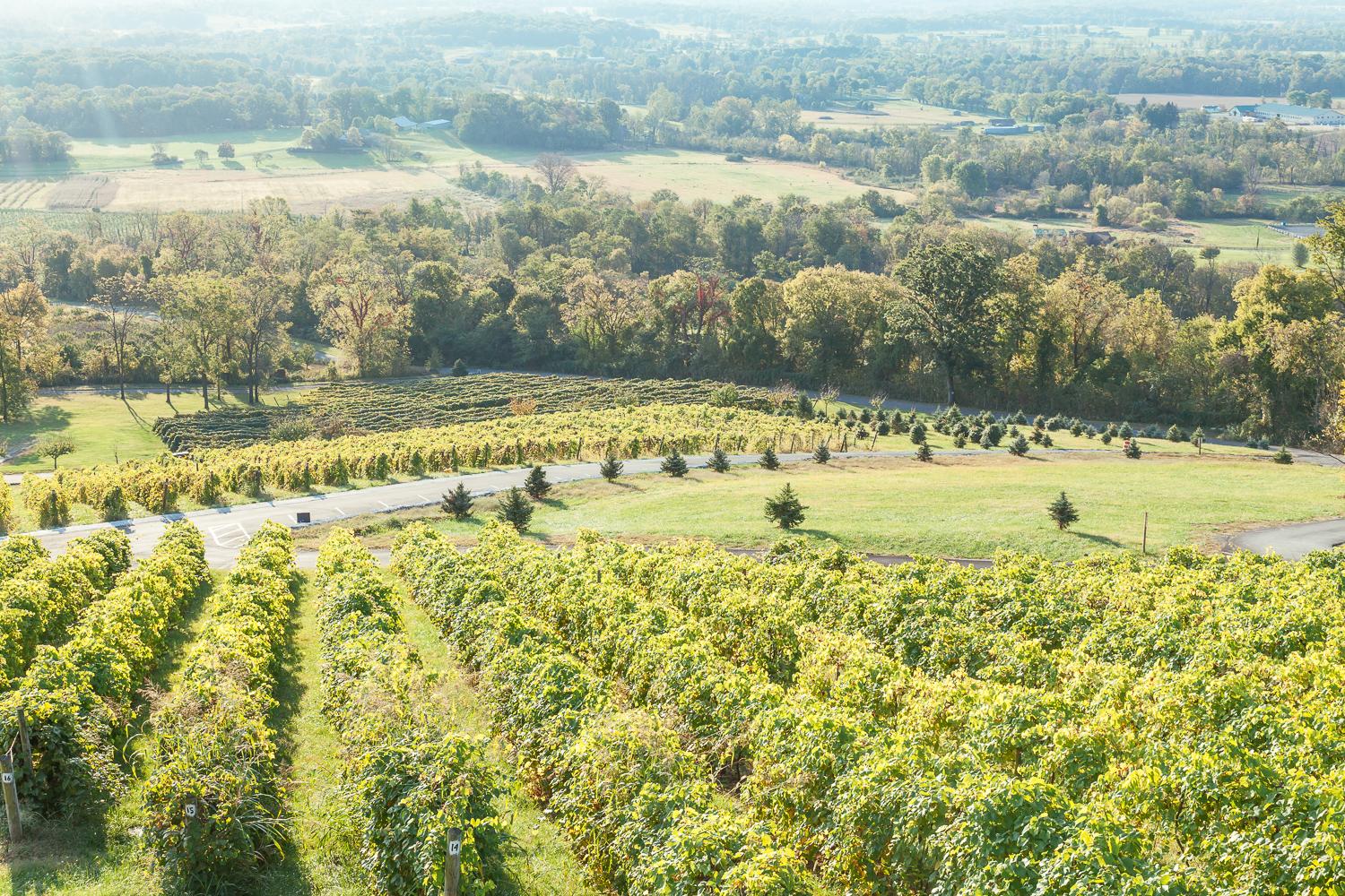 Best Vineyards, Hiking & More: Visit Historic Bluemont, Virginia