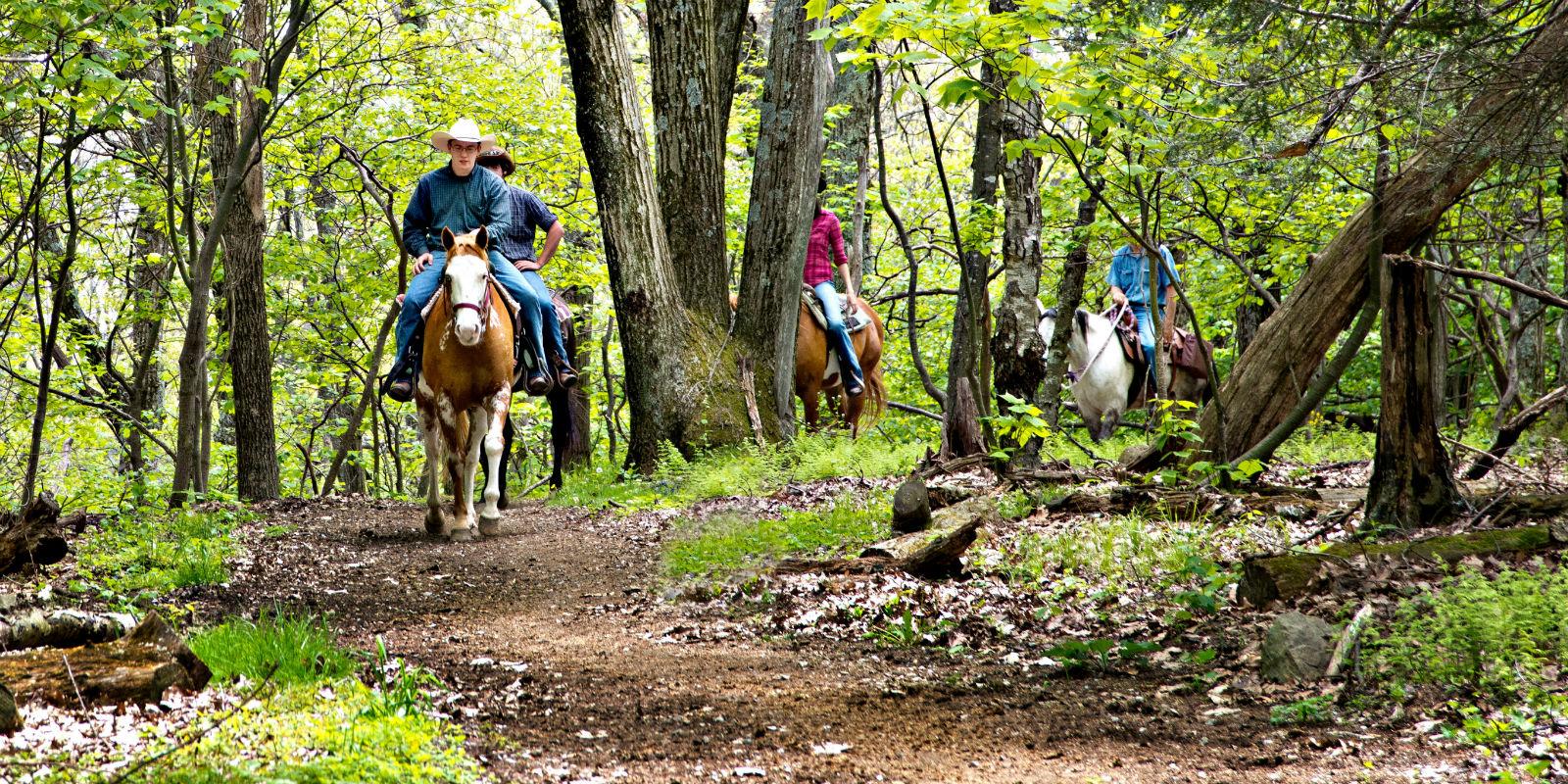 Skyland Stables