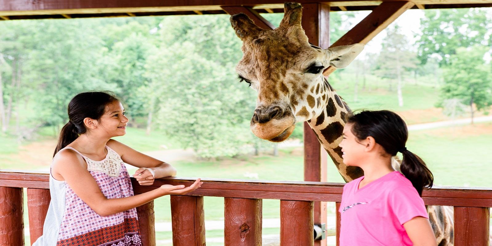 safari park virginia