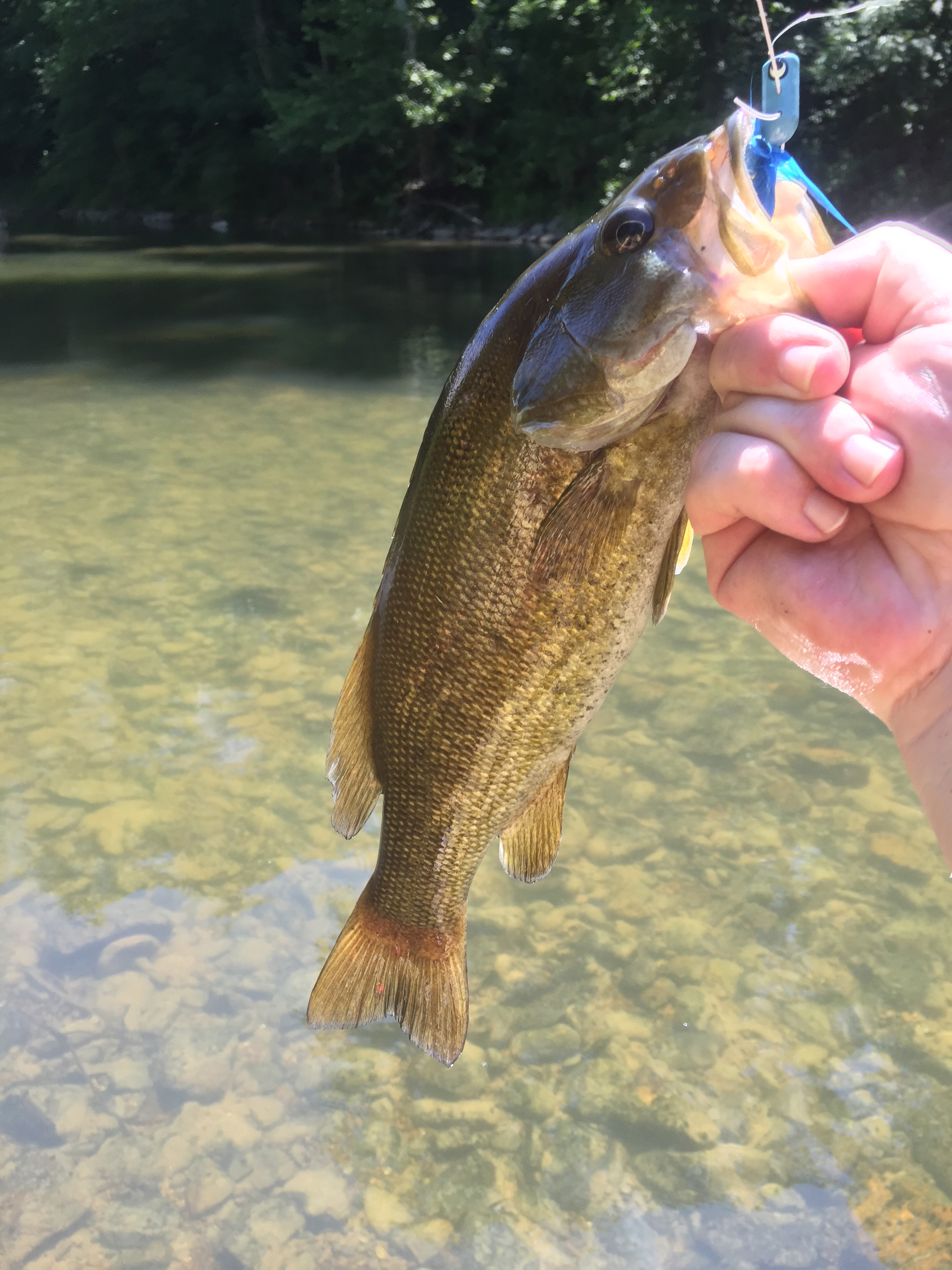 Fly Fishing the Shenandoah River for Smallmouth Bass - Conservation  Federation of Missouri
