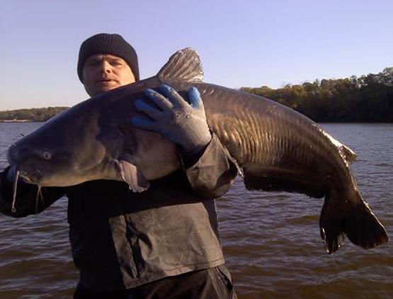 Callin' all catfish: James River study puts reward tags on whisker