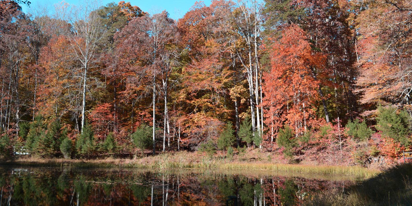 Prince William Tic Tac Toe - Prince William Forest Park (U.S. National Park  Service)