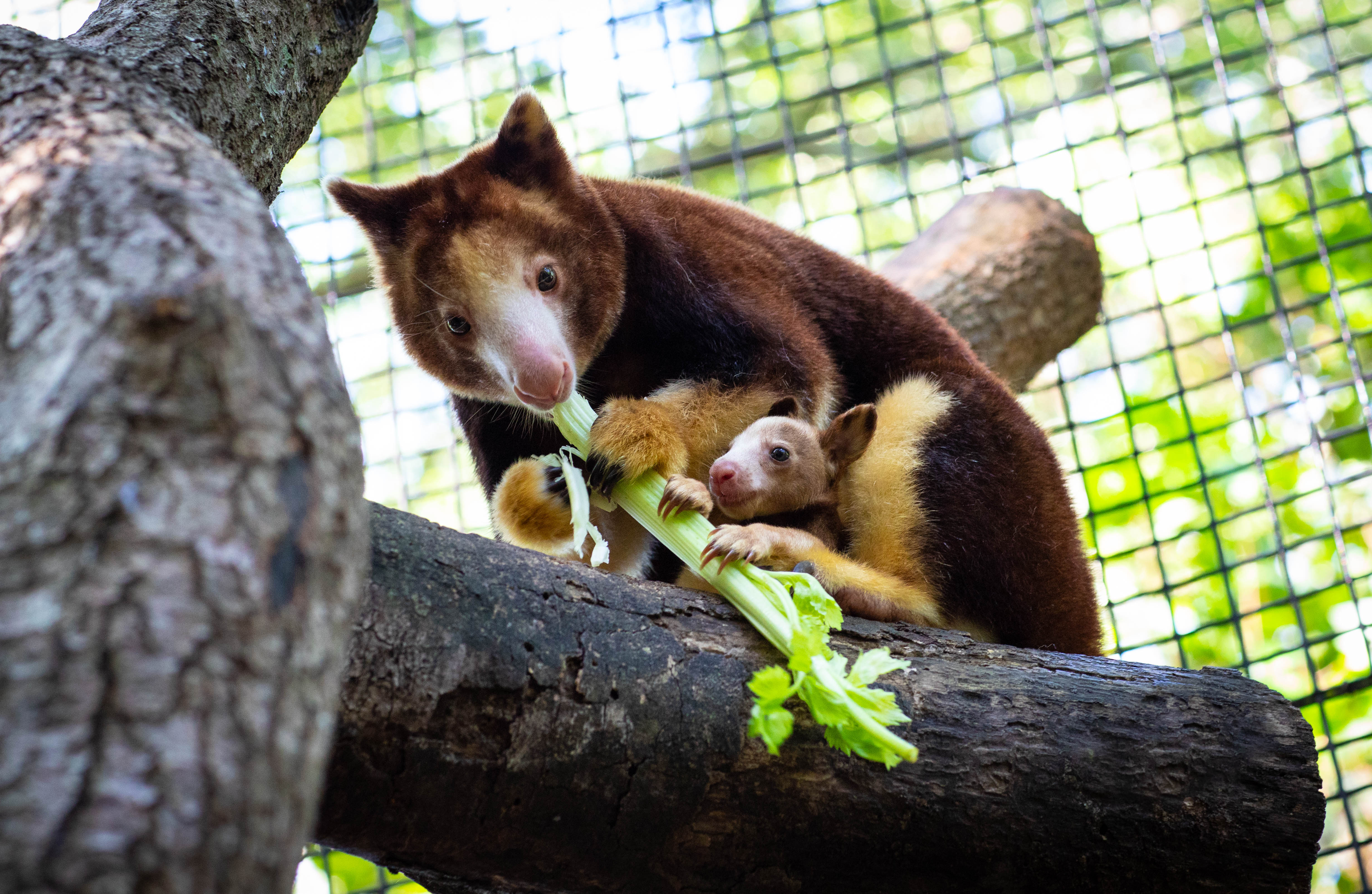 Santa Fe College Teaching Zoo in Gainesville | VISIT FLORIDA
