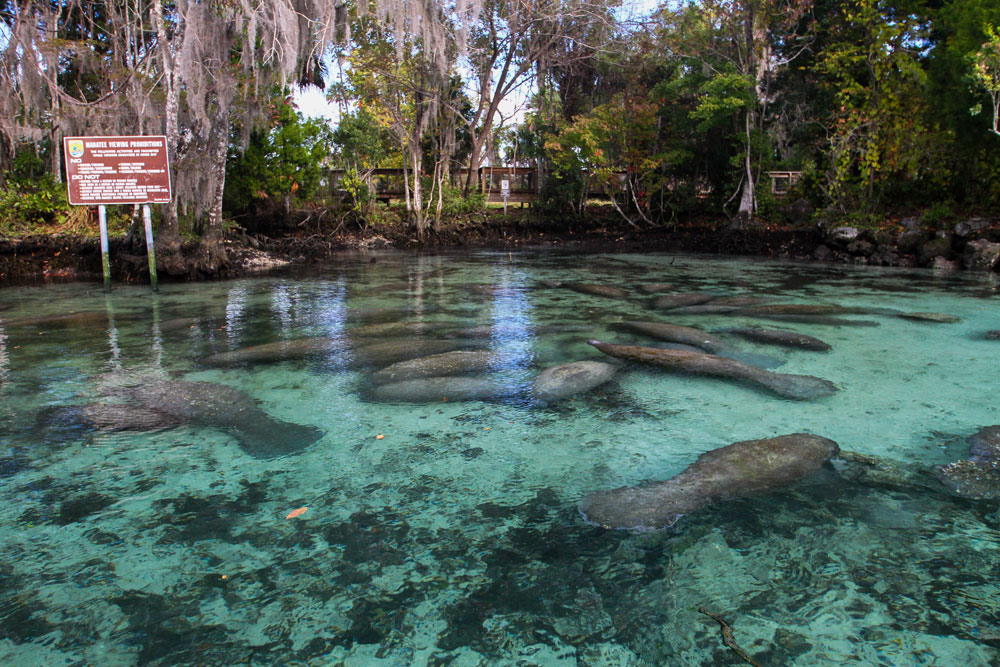 A Crystal River Kayak Company in Crystal River