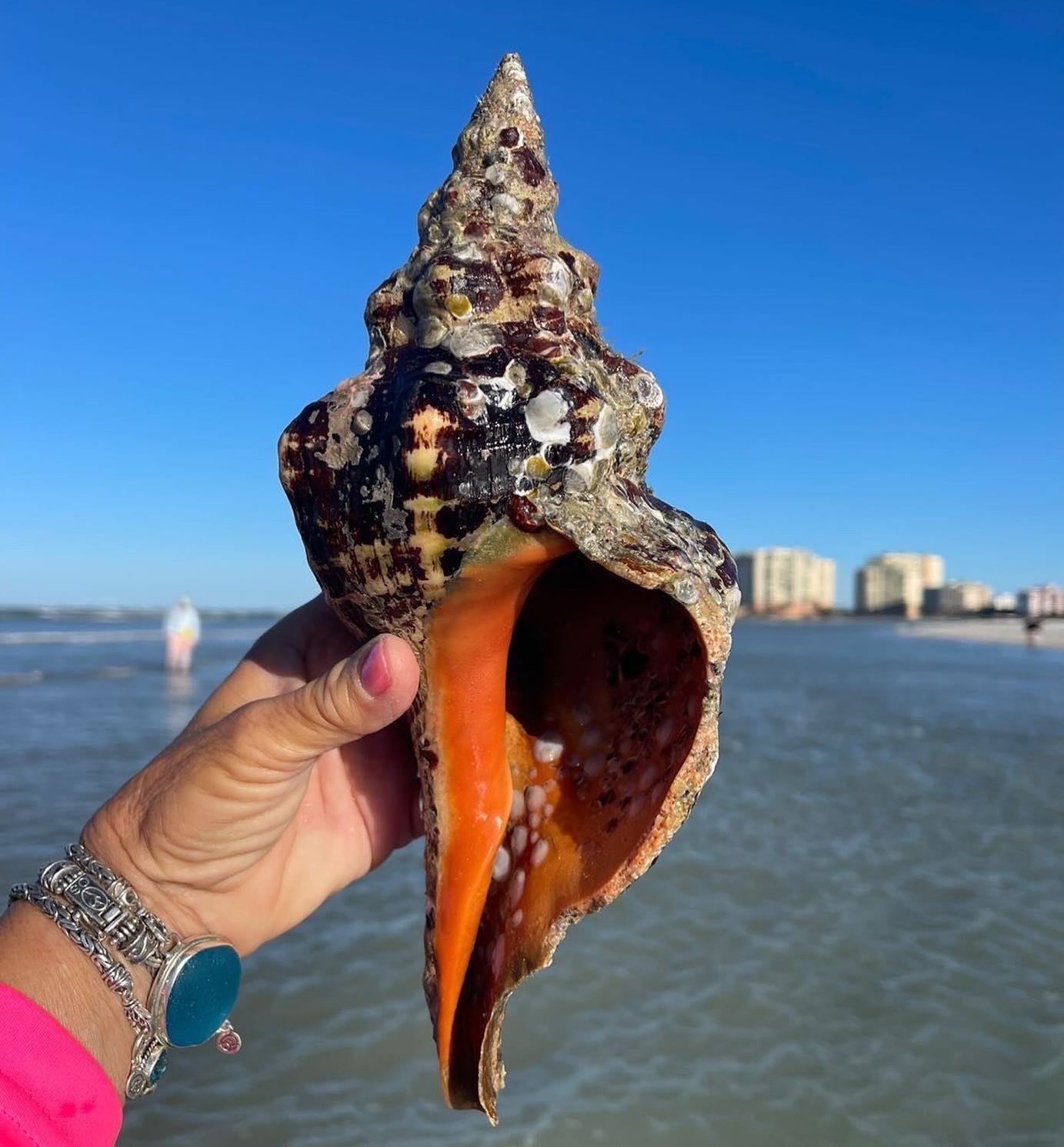 Sea shells I found today on Treasure Island Beach, Florida :  r/mildlyinteresting