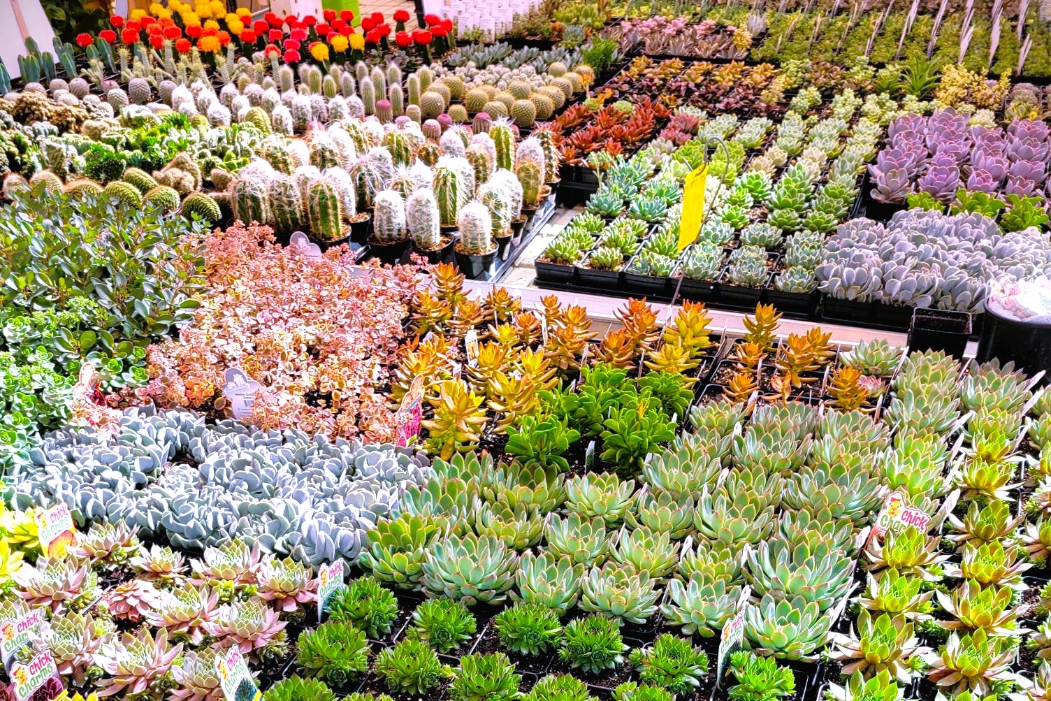 The Botanic Garden at OSU: Herb and Succulent Festival | Visit Stillwater