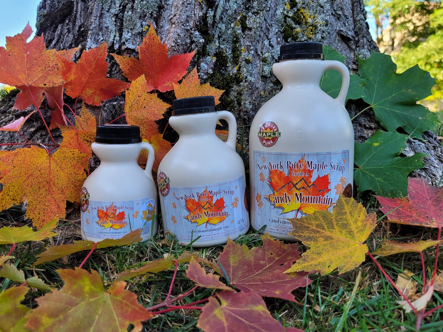 Candy Mountain Maple