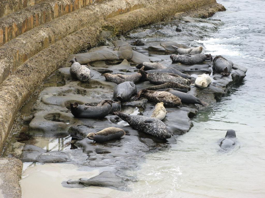 Visiting the La Jolla Seals and Sea Lions at Children's Pool Beach