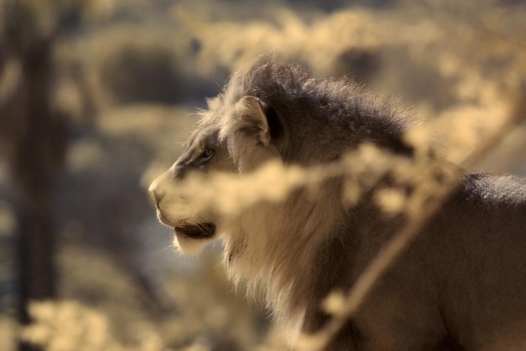 sunday at the safari park